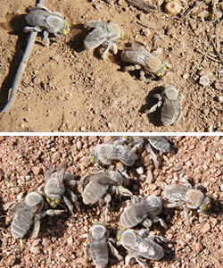 many males searching the same spot