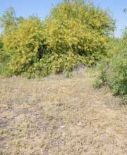 A palo verde tree.