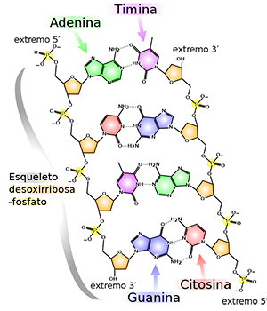 Chemical stucture of DNA