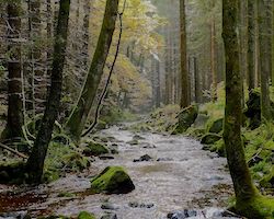 corriente forestal