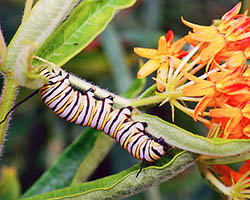 Monarch caterpillar