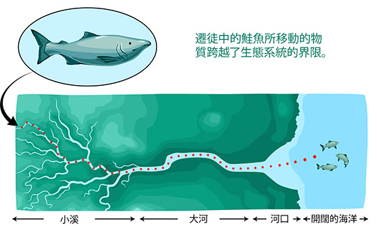 migrating salmon illustration