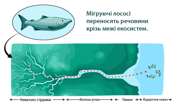 migrating salmon illustration