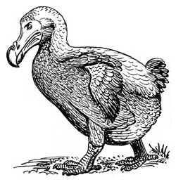 DoDo Bird