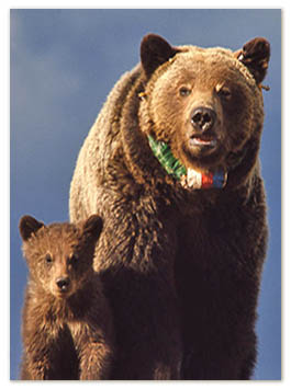 Grizzly Bear and Cub