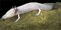 Texas blind salamander