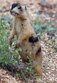 Utah Prairie Dog