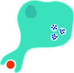 Phagocytosis