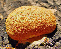 Scrambled egg or dog vomit slime mold