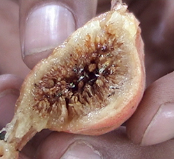 wasps on a fig