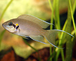 Peces ciclidos