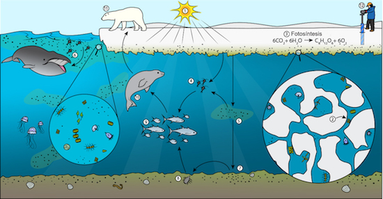 Arctico Ecosistema