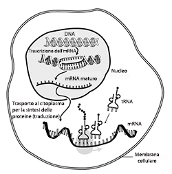 Trascrizione 