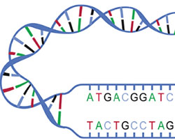 DNA structure