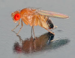 Drosophila melanogaster