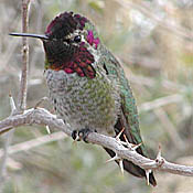 Anna's Hummingbird