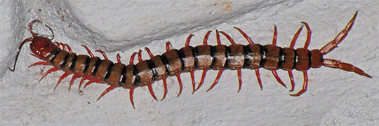 Centipede