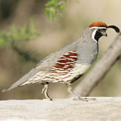 Gambel's Quail