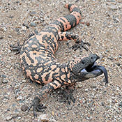 Gila monster