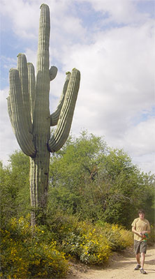 Saguaro Cactus