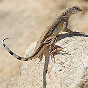 Zebra-tailed lizard