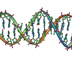 DNA double helix