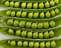 Peas in pods