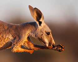 picture of a kangaroo licking thin forearms by Jami Tarris (NOT FOR REUSE)