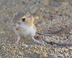 Isla San Jose Kangaroo rat standing on hind legs