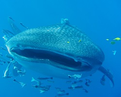 Requin baleine