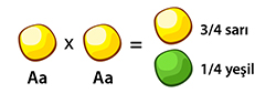 Aa x Aa = 3/4 yellow, 1/4 green