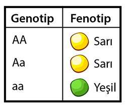 Punnett Square - sari Yesil