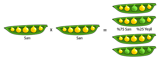 F2 peas: 1/4 green, 3/4 yellow