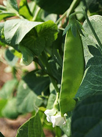 Pea Plant