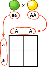 Punnett Square, aa x AA