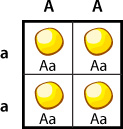 Punnett Square, Aa all yellow