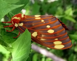 regal moth