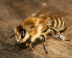 honey bee