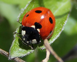 ladybug