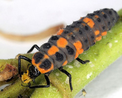 Ladybug larva