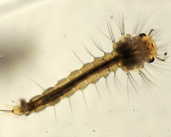 mosquito larva