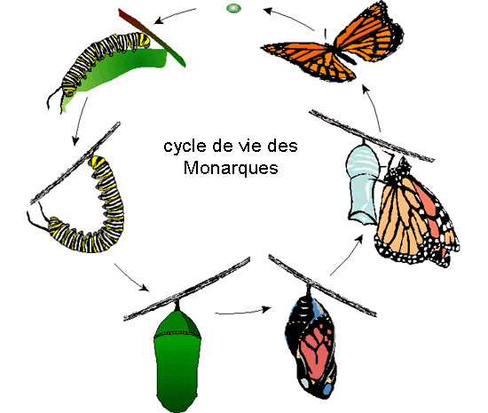 life cycle