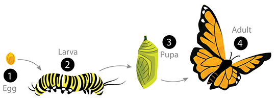 Stages of complete metamorphosis