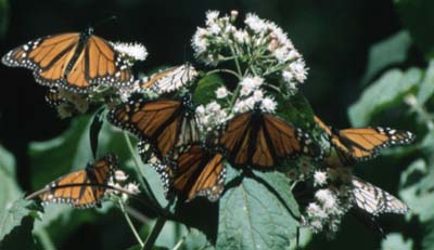 monarch butterflies