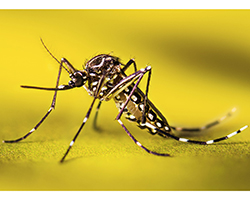 A close-up picture of an Aedes aegypti mosquito, showing it has white bands on black legs and several white spots on the sides of its body