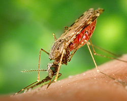 An Anopheles albimanus mosquito drinking a blood meal