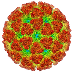 A colored illustration showing the structure of the virus that causes Chikungunya