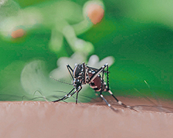 A female mosquito getting a blood meal