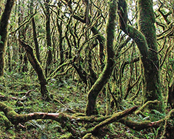 A tropical forest with moss all over the trees