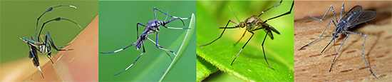 Four images of different mosquitoes that are "pretty"... blue, metallic, and more